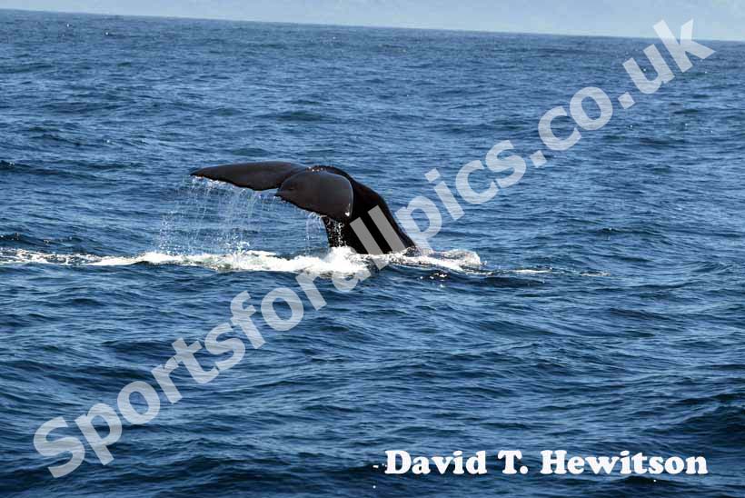 Whale watch at Kaikaira, New Zealand.